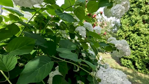 A flowering hydrangea bush in the garden. Vídeos de archivo 282013962