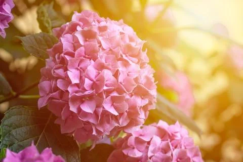 Flowering hydrangea bush in the light of the setting sun Stock Photos