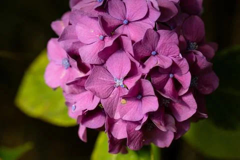 Flowering hydrangea with flower in the flower Stock Photos