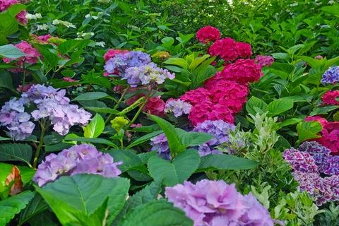 Flowering hydrangea gardens in the park in the spring. Stock Photos