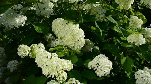 Flowering hydrangea, in sunny and windy weather Stock Footage 116887236