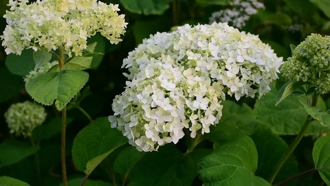 Flowering hydrangea,close-up Stock Footage 116896145