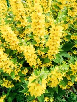 Flowering hypericum decorative. Photos