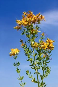 Flowering hypericum plant Stock Photos
