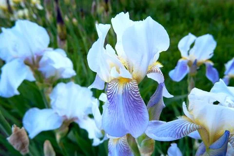 Flowering iris Stock Photos