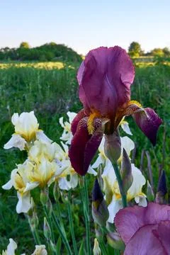 Flowering irises close up Stock Photos