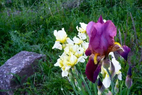 Flowering irises Stock Photos