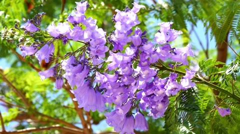 Flowering Jacaranda Tree (4K) Stock Footage 50920085