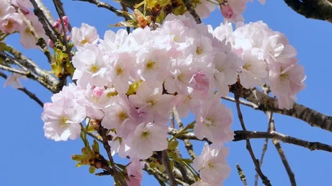 Flowering Japanese Cherry Tree Stock-Footage 128755200