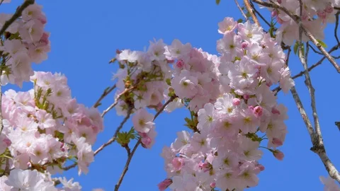 Flowering Japanese Cherry Tree Video stock 128756007