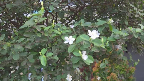 Flowering jasmine branches moving in the wind with focus on blooming Vídeo Stock 309395492