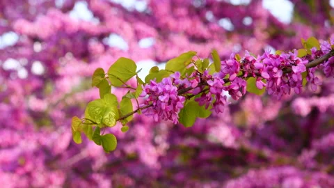 Flowering Judas tree moves in the wind. Spring season Stock Footage 152817839