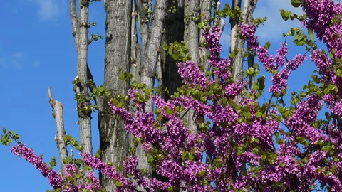 Flowering Judas tree moves in the wind. Spring season Stock Footage 157398890