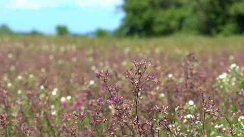 Flowering lavender bushes Stock Footage 114929558