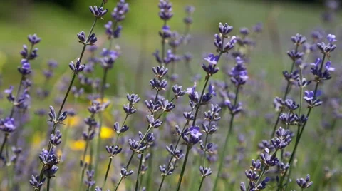 Flowering of lavender Video stock 49620871