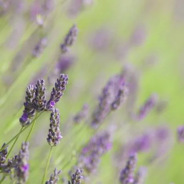 Flowering lavender Stock Photos