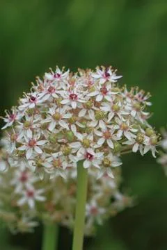 Flowering leek Stock Photos