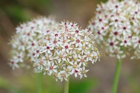 Flowering leek Stock Photos
