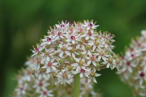 Flowering leek Stock Photos