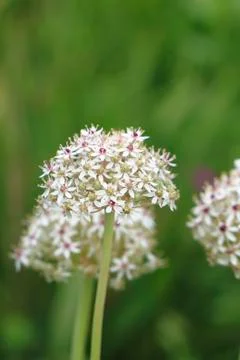Flowering leek Stock Photos