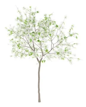 Flowering lemon tree isolated on white background. 3d illustration Stock Illustration