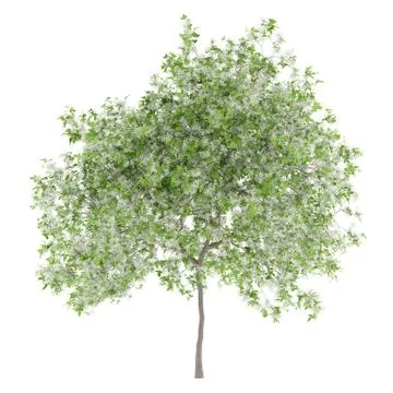 Flowering lemon tree isolated on white background. 3d illustration Illustrazione stock