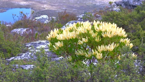 Flowering leucadendron Stock Footage 290861172
