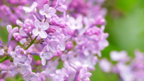 Flowering lilac branch Stock Footage 82373397
