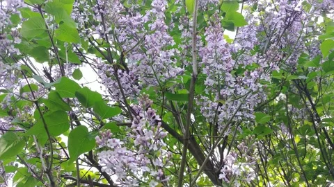 Flowering Lilac Branches Stock Footage 154900442