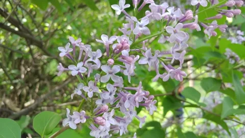Flowering Lilac Branches 動画素材 154900448