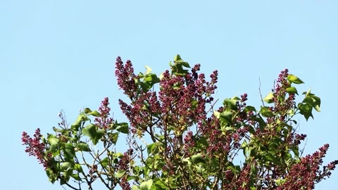 Flowering Lilac branches on tree Stock Footage 194390072