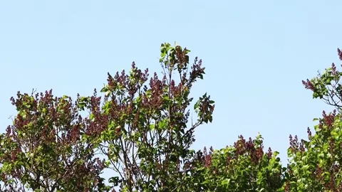 Flowering Lilac branches on tree Stock Footage 194406332