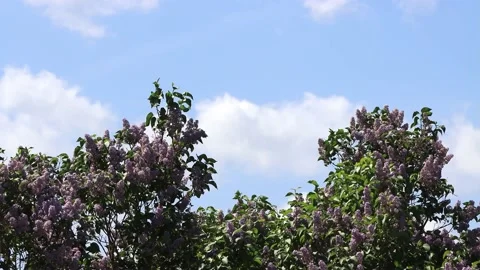Flowering Lilac branches on tree Stock Footage 231037995