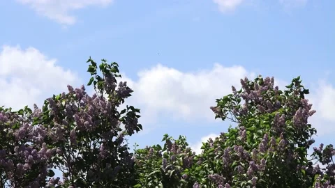 Flowering Lilac branches on tree Stock Footage 231038005