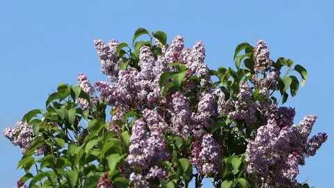 Flowering Lilac branches on tree Stock Footage 231038523