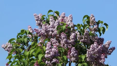 Flowering Lilac branches on tree Stock Footage 241898329