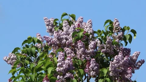 Flowering Lilac branches on tree Stock Footage 241917124