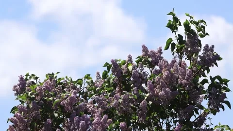 Flowering Lilac branches on tree Stock Footage 244228424