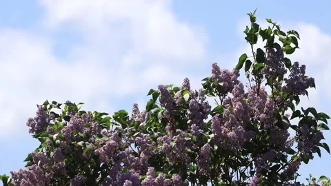 Flowering Lilac branches on tree Video stock 247441594