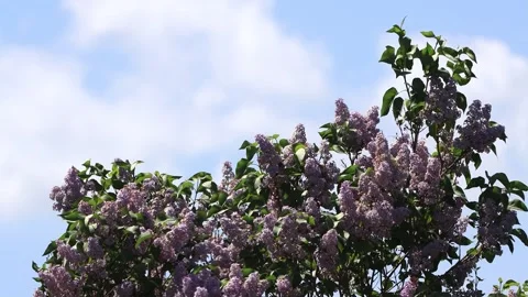 Flowering Lilac branches on tree Video stock 247441777