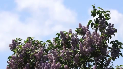Flowering Lilac branches on tree Video stock 247441786