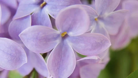 Flowering lilac, macro Stock Footage 88992792