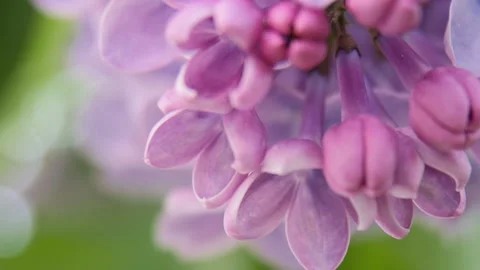 Flowering lilac, macro Stock Footage 88993108