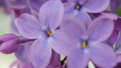 Flowering lilac, macro Stock Footage 88993561