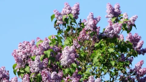 Flowering lilac tree against blue sky Stock Footage 241910042