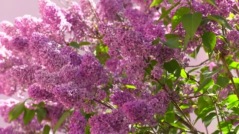 Flowering lilac tree in garden on spring day. 库存影片 328457758