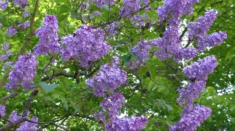 Flowering lilac tree in late spring Stock Footage 63316797