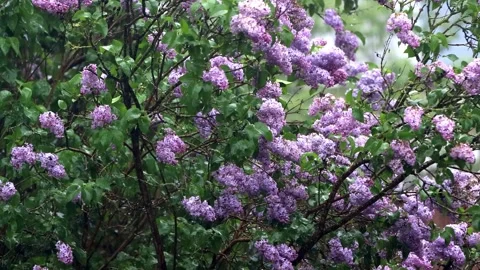 Flowering lilac tree in rain Stock Footage 241909067