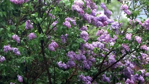 Flowering lilac tree in rain Stock Footage 241937121
