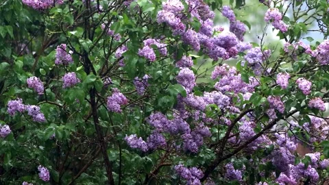 Flowering lilac tree in rain Stock Footage 246183311